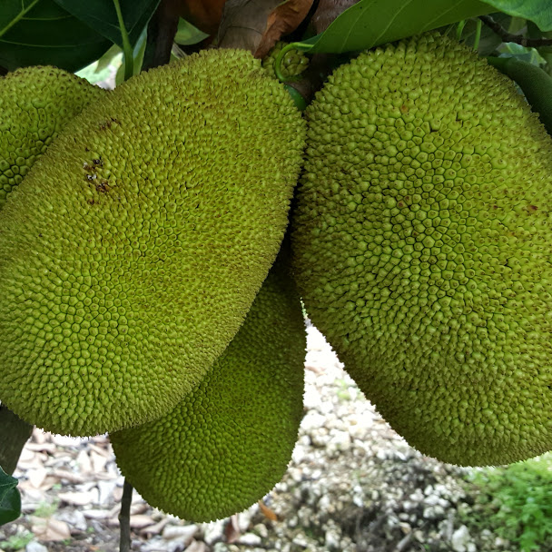Jack fruit (green) for cooking